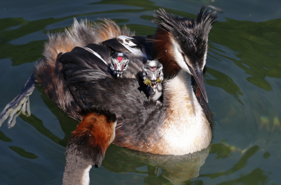 It's Dad's turn for a fuss this Father's Day